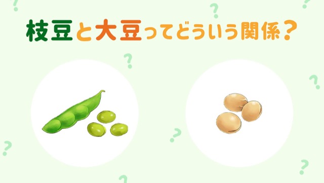 ［枝豆と大豆の違い］見た目は異なるけど栄養や種類は？