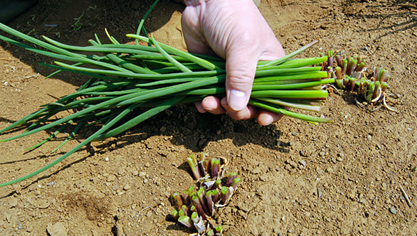 根元を残して追肥、土寄せをすれば数回収穫できる