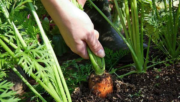 地上に出ている根の直径が4〜5cmになったら収穫