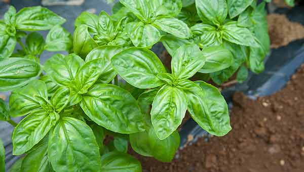 バジルのプランター栽培