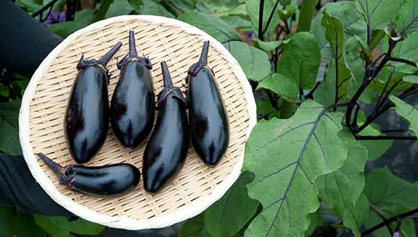 なすのプランター栽培