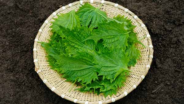 しそ（大葉）のプランター栽培