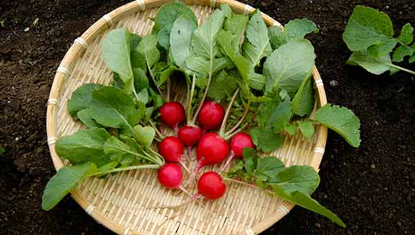 ラディッシュのプランター栽培