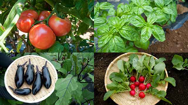 春から始める家庭菜園！トマトやバジルなど育てやすい野菜まとめ