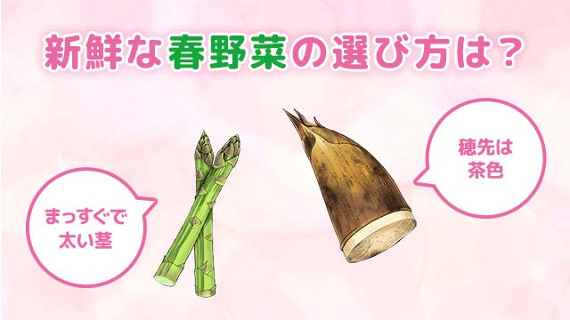 たけのこ、キャベツなど春野菜の新鮮さを見分けるポイントを解説