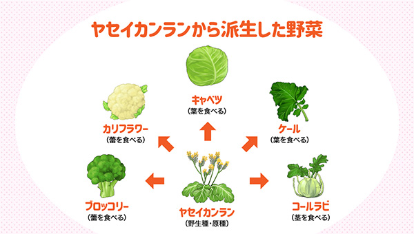 ヤセイカンランから派生した野菜 ヤセイカンランから派生した野菜