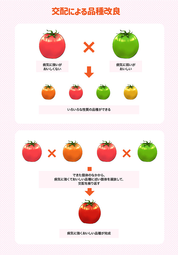 交配による品種改良 交配による品種改良