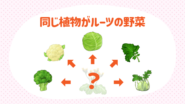 ブロッコリーとキャベツは“親戚”だった！図解でわかる野菜のルーツ