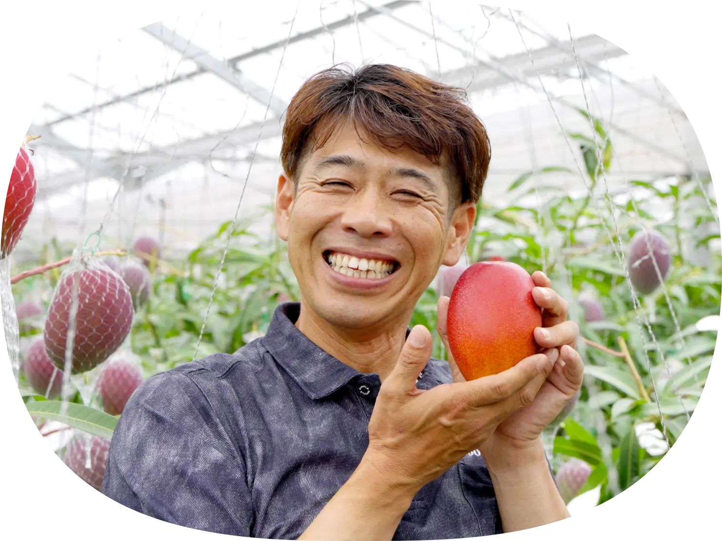 宮崎県のマンゴーにまつわるSTORY｜めぐみめぐる Action!｜カゴメ株式会社