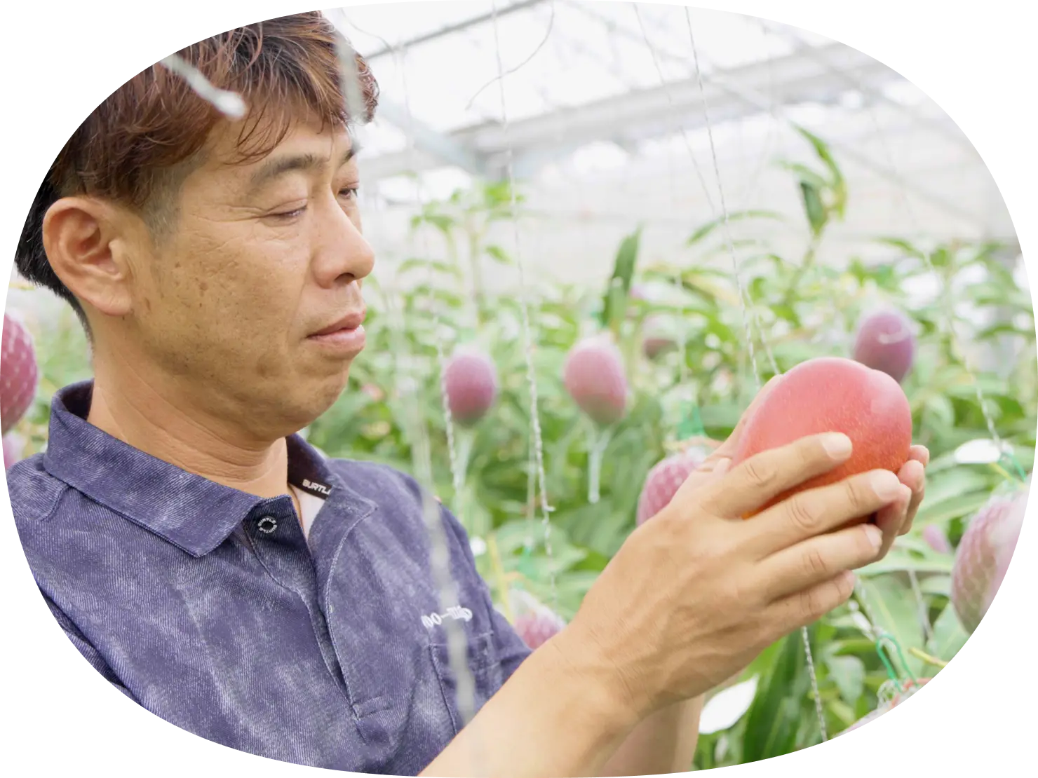 宮崎県のマンゴーにまつわるSTORY｜めぐみめぐる Action!｜カゴメ株式会社