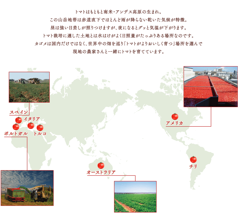 トマトはもともと南米・アンデス高原の生まれ。この山岳地帯は赤道直下でほとんど雨が降らない乾いた気候が特徴。昼は強い日差しが照りつけますが、夜になるとグッと気温が下がります。トマト栽培に適した土地とは水はけがよく日照量がたっぷりある場所なのです。カゴメは国内だけではなく、世界中の畑を巡り「トマトがよりおいしく育つ」場所を選んで現地の農家さんと一緒にトマトを育てています。