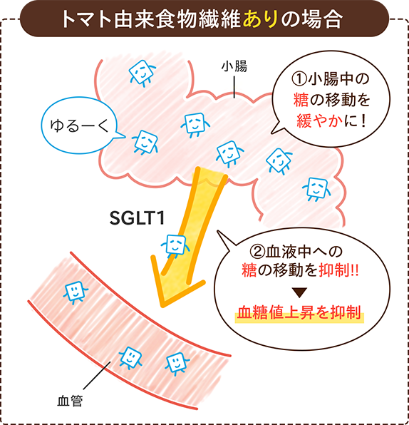 トマト由来食物繊維ありの場合