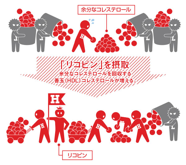 「リコピン」を摂取 余分なコレステロールを回収する、善玉（HDL）コレステロールが増える