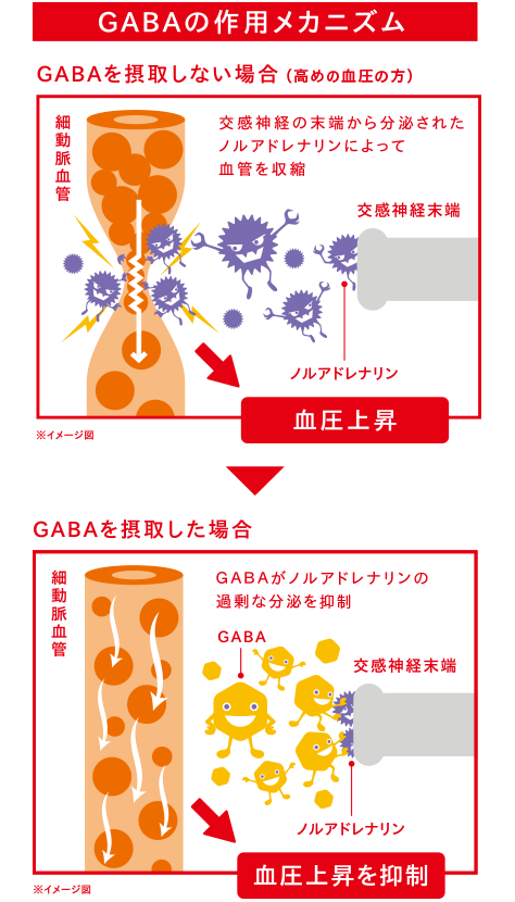 GABAの作用のメカニズム