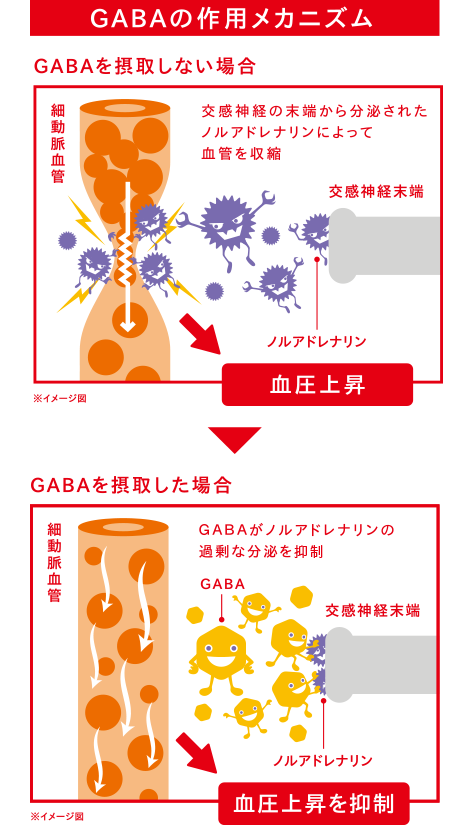 GABAの作用のメカニズム