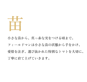 小さな苗から、真っ赤な実をつける頃まで。フィールドマンは小さな苗の状態から手をかけ、愛情を注ぎ、選び抜かれた特別なトマトを大切に、丁寧に育て上げていきます。