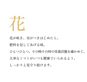 花が咲き、実がつきはじめたら、肥料を足してあげる頃。ひとつひとつ、その時その時の栄養状態を確かめて、大事なトマトがいつも健康でいられるよう、しっかりと見守り続けます。