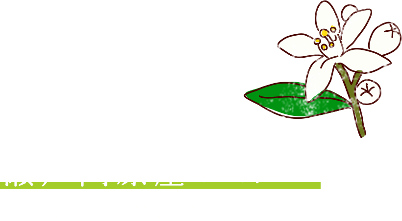 瀬戸内原産のミカン「八朔（ハッサク）」