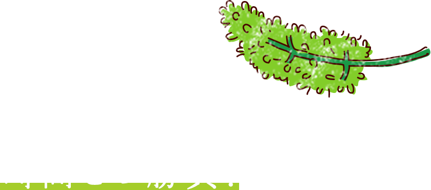 花の時期の「房切り」は、時間との勝負！