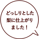 どっしりとした梨に仕上がりました！