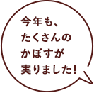 今年も、たくさんのかぼすが実りました！