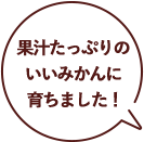 果汁たっぷりのいいみかんに育ちました！