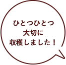 ひとつひとつ大切に収穫しました！