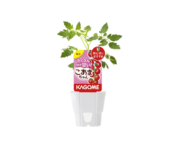 こあまちゃん®