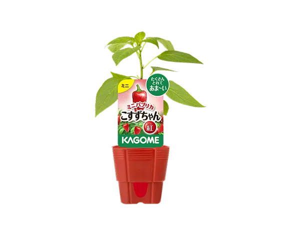 ミニパプリカ こすずちゃん® 紅