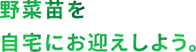 野菜苗を自宅にお迎え