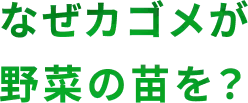 なぜカゴメが野菜の苗を？