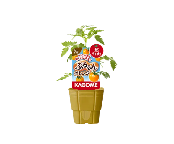 ぷるるん® オレンジ