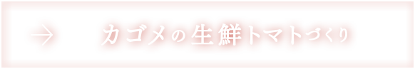 カゴメの生鮮トマトづくり