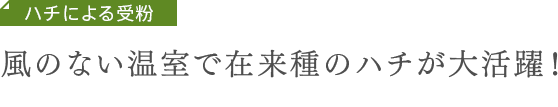 ハチによる受粉　風のない温室で在来種のハチが大活躍！