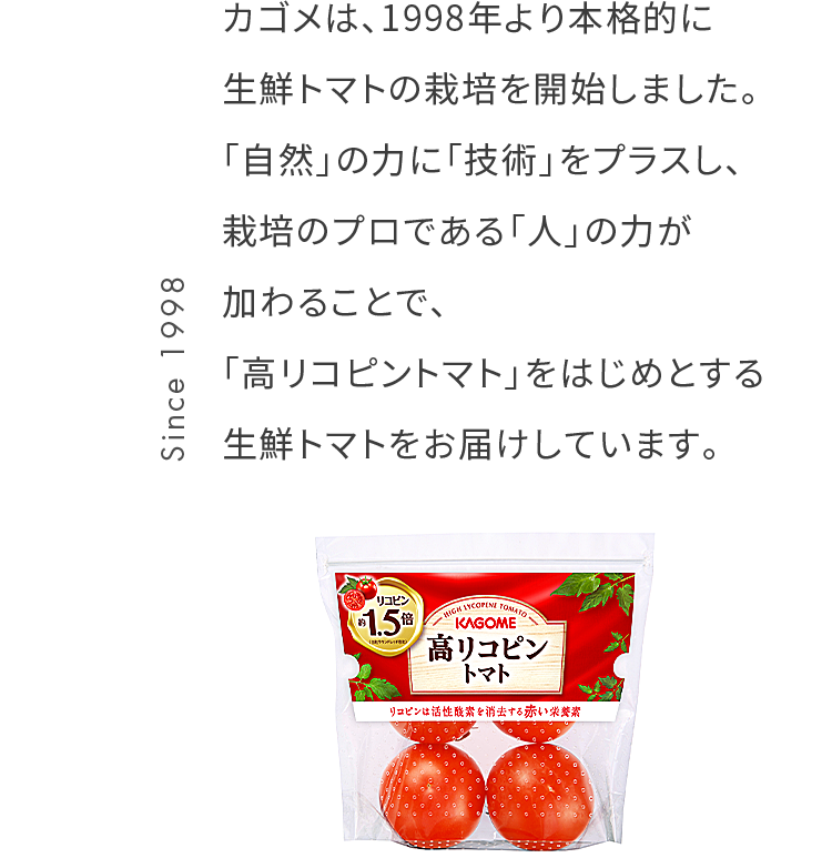 カゴメは、1998年より本格的に生鮮トマトの栽培を開始しました。「自然」の力に「技術」をプラスし、栽培のプロである「人」の力が加わることで、「高リコピントマト」をはじめとする生鮮トマトをお届けしています。