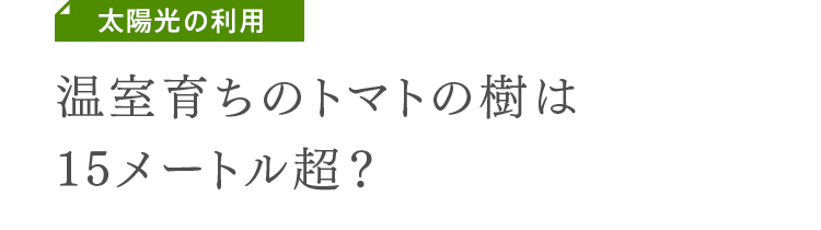 太陽光の利用　温室育ちのトマトの樹は15メートル超？