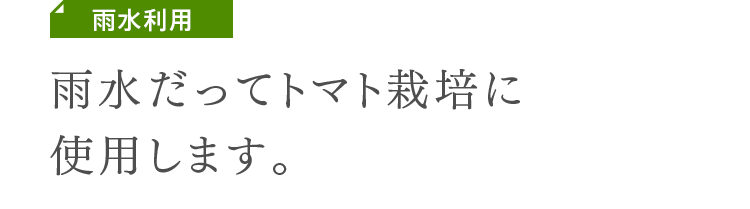 雨水利用　雨水だってトマト栽培に使用します。