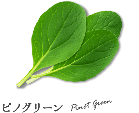 ピノグリーン