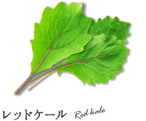 レッドケール
