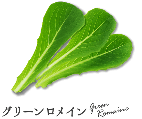 グリーンロメイン
