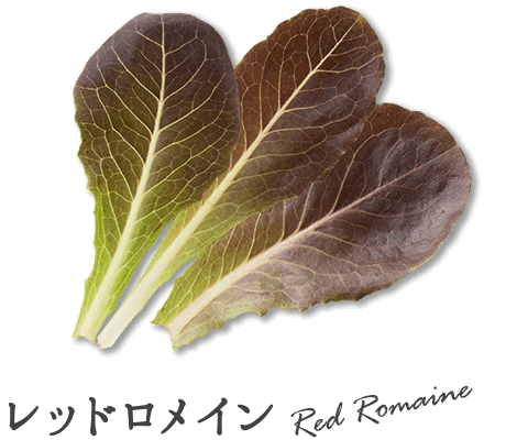 レッドロメイン