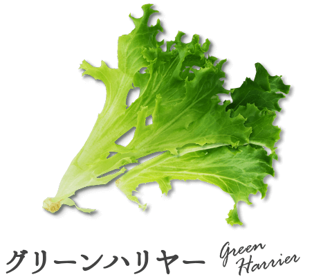 グリーンハリヤー