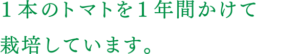 １本のトマトを１年間かけて栽培しています。