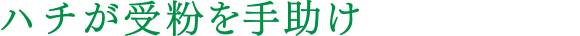 ハチが受粉を手助け