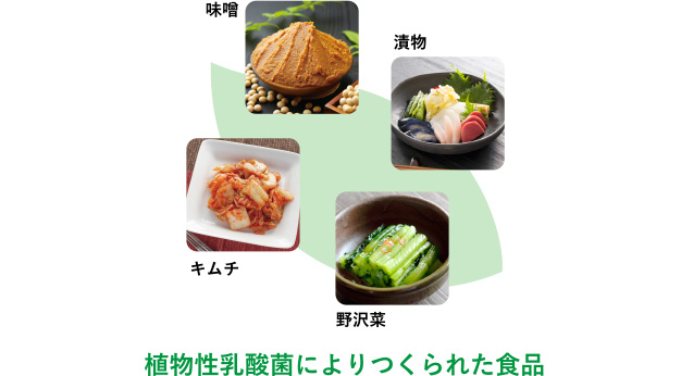 植物性乳酸菌によりつくられた食品