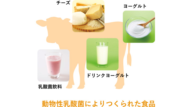 動物性乳酸菌によりつくられた食品