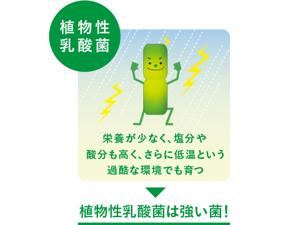 植物性乳酸菌