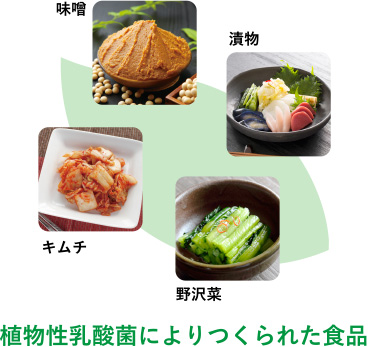 植物性乳酸菌によりつくられた食品