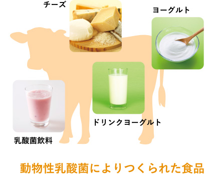 動物性乳酸菌によりつくられた食品