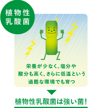 植物性乳酸菌